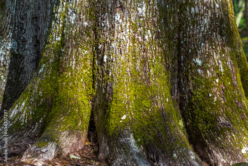 Base du tronc du chêne Charles Louis Philippe, arbre remarquable de la forêt du Tronçais, Allier, France  photo
