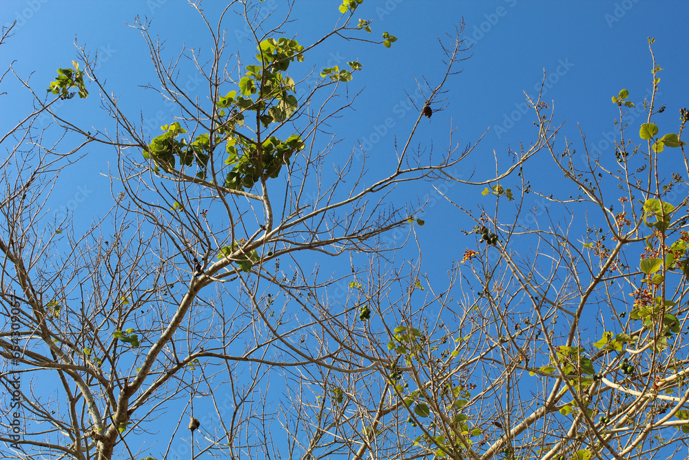 High trees with green leaves, view from below, clear blue sky background High trees with green leaves, view from below, clear blue sky background