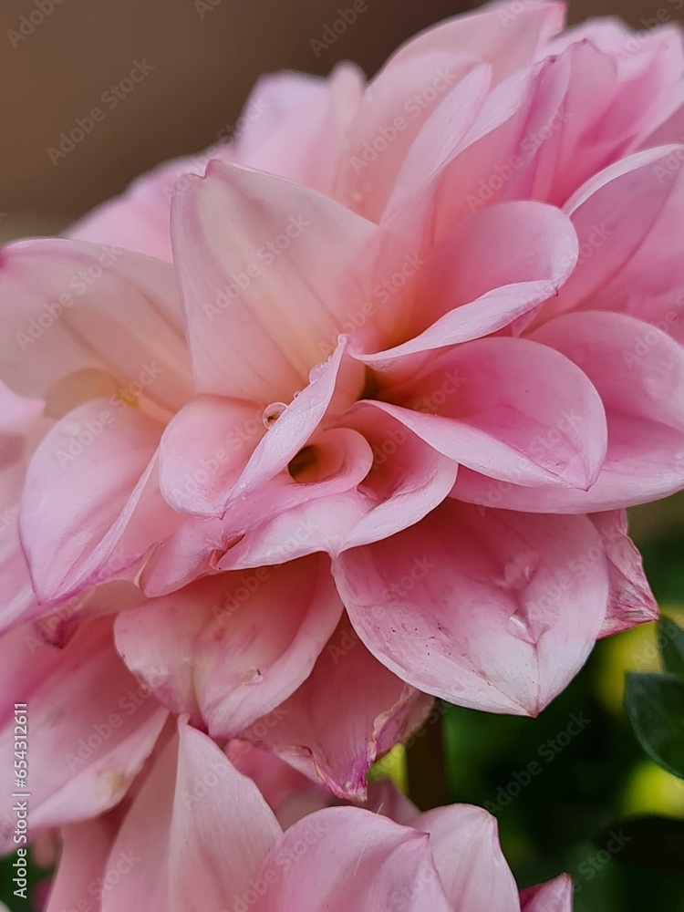 flower flower