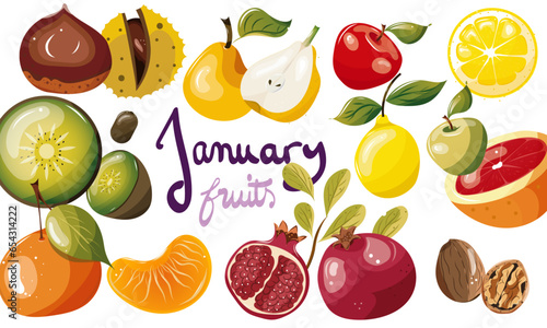 Fruits de saison, fruits du mois de Janvier. Illustrations vectorielles de fruits d'hiver. Fond transparent