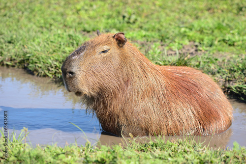 Nahaufnahme von einem Wasserschwein das ein Schlammbad nimmt