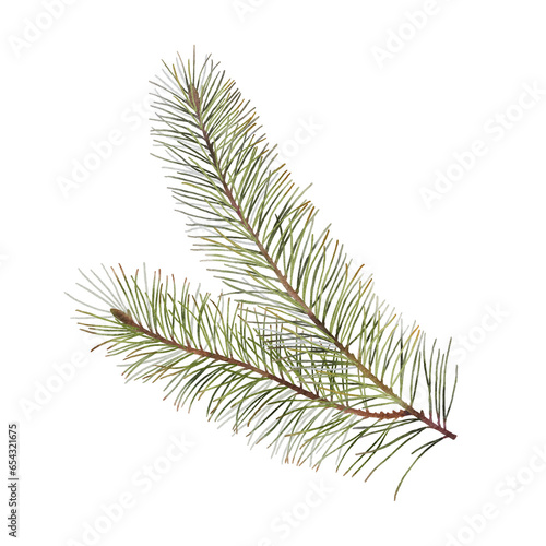 Green pine branch isolated on the transparent background. Watercolor illustration for winter designs