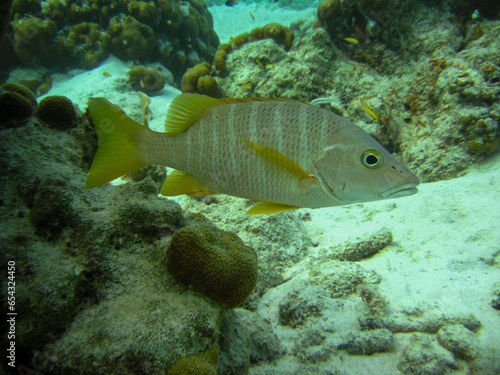 Langgestreckter Grunzer an einem Riff vor Bonaire