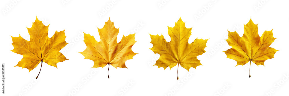 Set of yellow maple leaves isolated on a transparent or white background