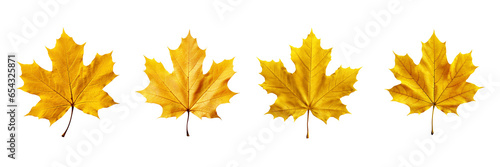 Obraz na płótnie Set of yellow maple leaves isolated on a transparent or white background w salonie