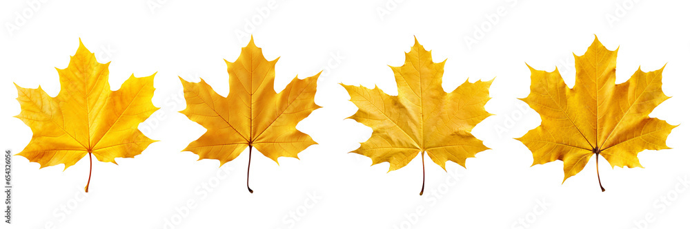 Set of yellow maple leaves isolated on a transparent or white background Set of yellow maple leaves isolated on a transparent or white background