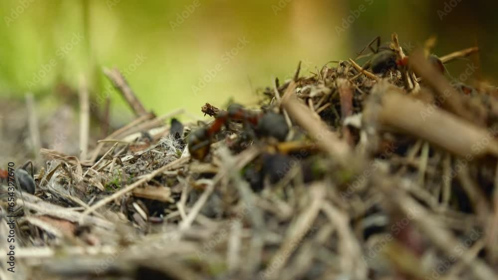 Anthill Of Diligent And Attentive Ants, Macro View, Reduce Noise Anthill Of Diligent And Attentive Ants, Macro View, Reduce Noise