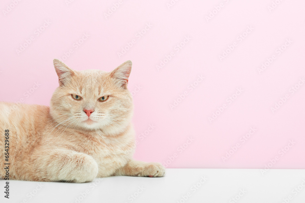 Portrait of a cute ginger cat that looks up on a pink background.  Top photo with space for text.