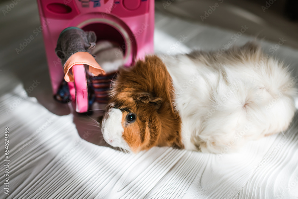 guinea pig washes dolls' clothes with pet hair detergent. Removing lint