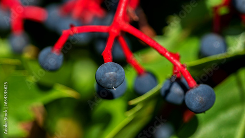 The fruits of a climbing ornamental plant called Vinoblue five-leafed seedlings are common on property fences in the city of Białystok in Podlasie, Poland.
