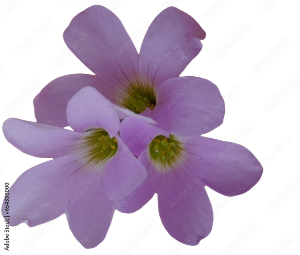 Obraz premium flower isolated