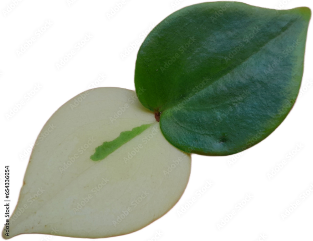 Two leaves Two leaves