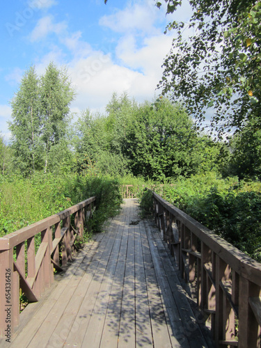 Fototapeta Naklejka Na Ścianę i Meble -  Eco trail for walking between trees and bushes, blue sky.