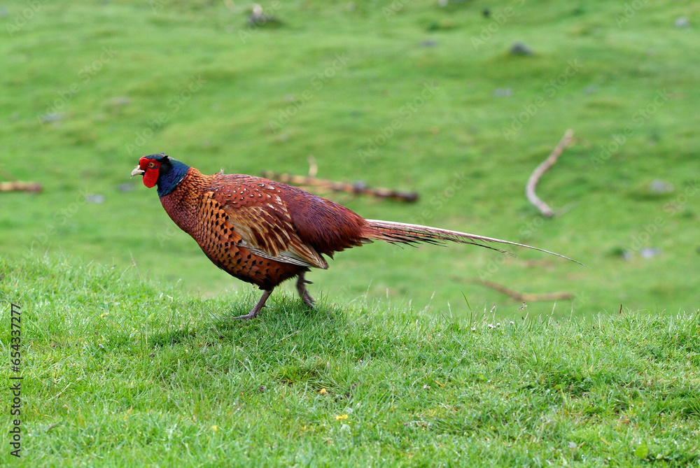 Fototapeta premium Faisan de Colchide,.Phasianus colchicus, Common Pheasant