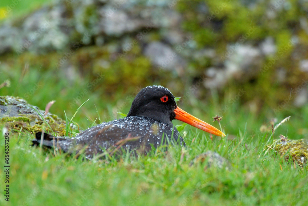 Huîtrier pie, nid,.Haematopus ostralegus , Eurasian Oystercatcher Huîtrier pie, nid,.Haematopus ostralegus , Eurasian Oystercatcher