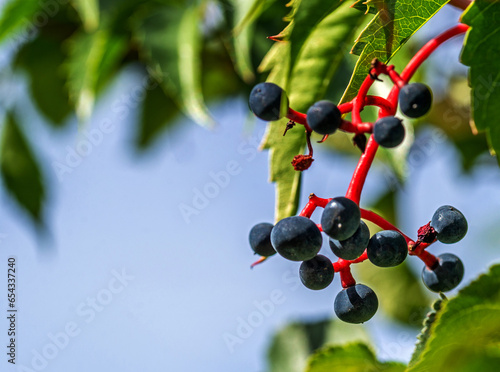 The fruits of a climbing ornamental plant called Vinoblue five-leafed seedlings are common on property fences in the city of Białystok in Podlasie, Poland.