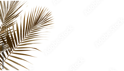 Palmtree leafes on the side of large light beige on a transparent background photo