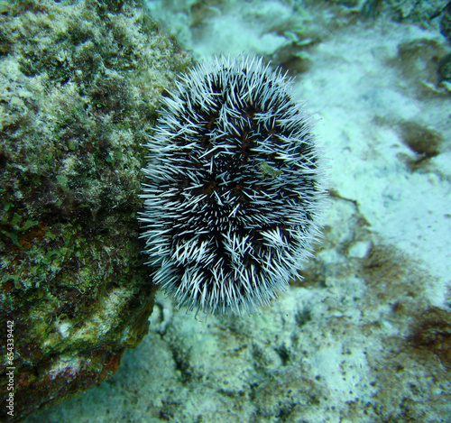 Karibischer Seeigel an einem Riff auf Bonaire photo