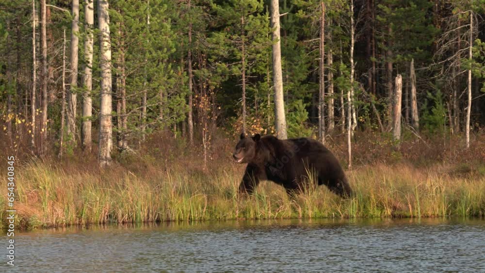 Brown bear hidden in yellow forest. Autumn trees with bear, walk around the lake. Beautiful brown nature habitat, fall colors, Kuhmo in Finland, Europe. Big danger forest animal in nature, wildlife. Brown bear hidden in yellow forest. Autumn trees with bear, walk around the lake. Beautiful brown nature habitat, fall colors, Kuhmo in Finland, Europe. Big danger forest animal in nature, wildlife.