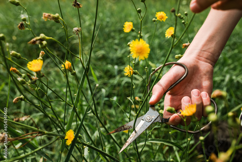 Hand cutting yellow flower Crepis tectorum, narrowleaf hawksbeard or 'narrow-leaved hawk's-beard growing in the meadow in summer for use in alternative medicine photo