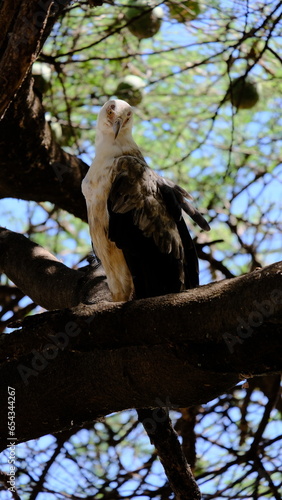 wild african fish eagle