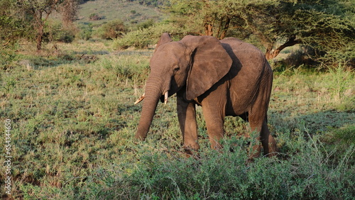 Photography wild elephants in africa savannah