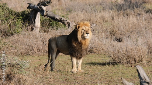 wild male lion in africa
