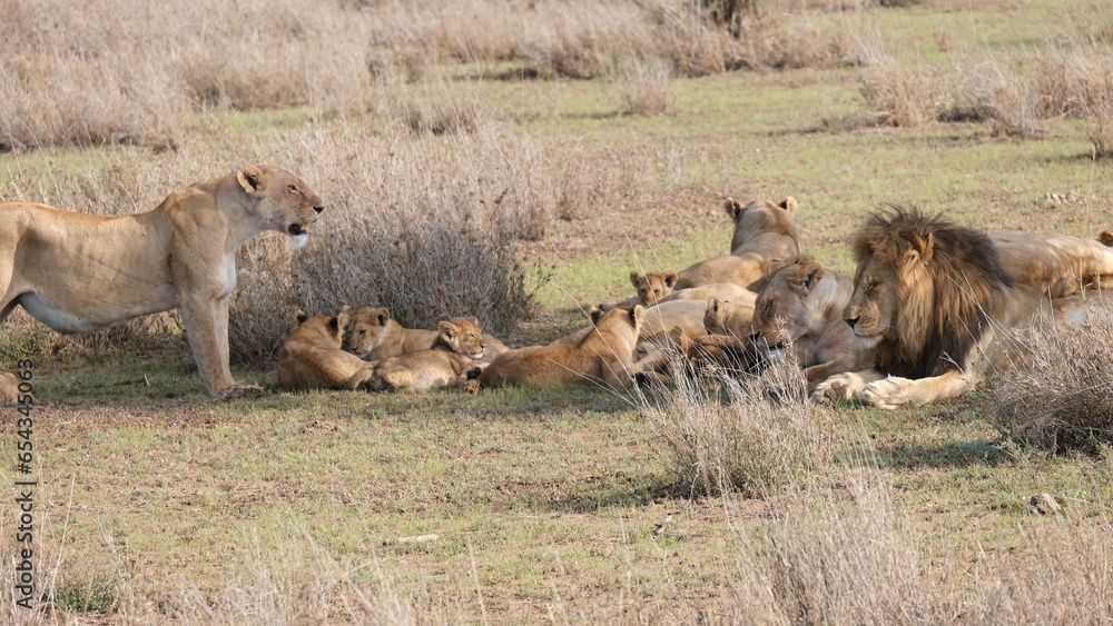 wild lion in africa savannah wild lion in africa savannah