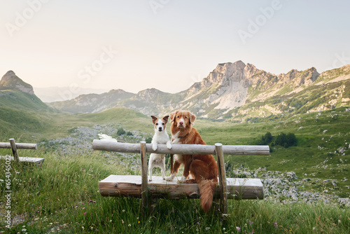 Fotografie, Obraz two dogs are sitting on a bench and looking at the mountains