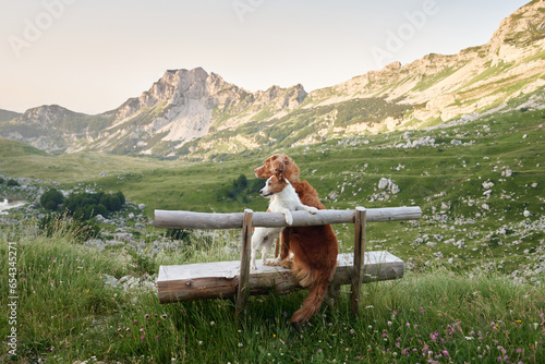 two dogs are sitting on a bench and looking at the mountains. Jack Russell Terrier and Nova Scotia Retriever. Traveling with a pet