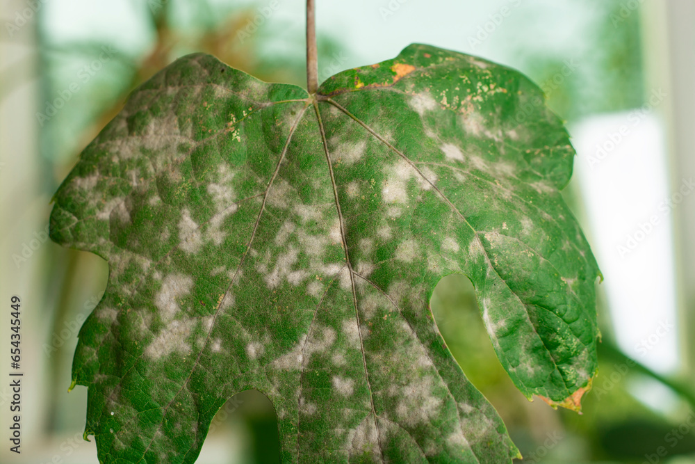 Ταπετσαρία Oidium and Powdery mildew of grape. Fungal disease of grapes.