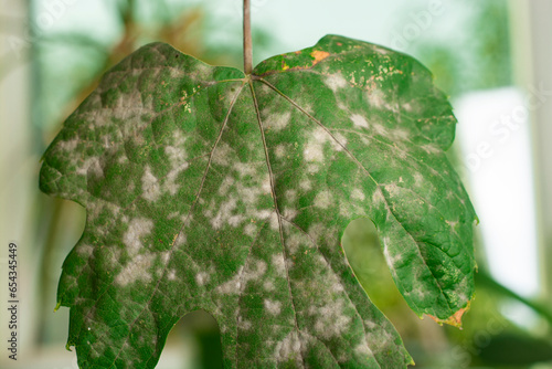 Quadro su tela Oidium and Powdery mildew of grape. Fungal disease of grapes.