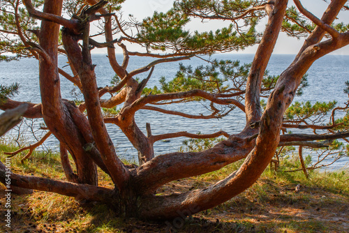beautiful dwarf pine on the seashore on a sunny autumn day in the dunes