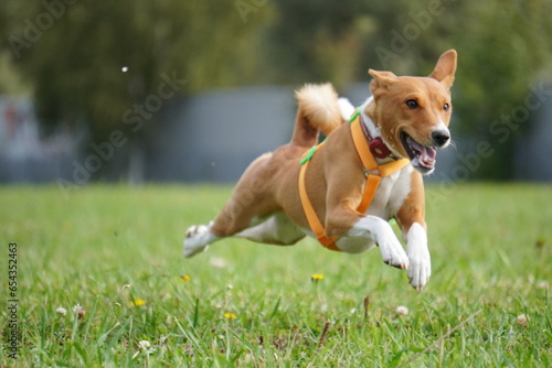 basenji running with the camera grass summer 