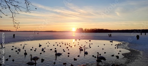 Auf einem zugefrorenen See schwimmen Schwäne. Das Wasser ist spiegelglatt und leuchtet in der Abendsonne