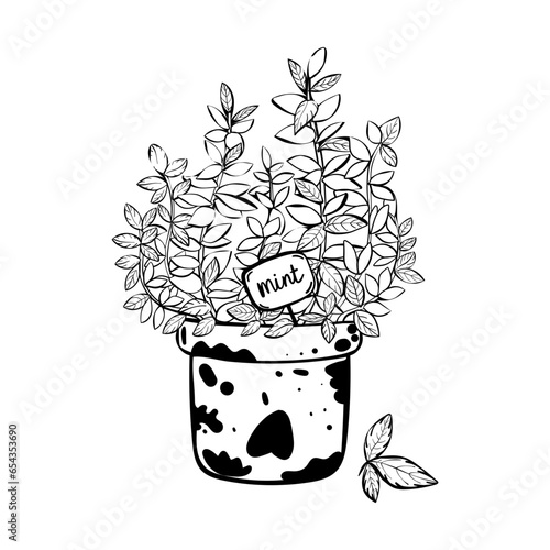 Vector illustration of mint. Sketch with black outline. Mint bush growing in a pot. Fresh juicy greenery. Drawn by hand. Isolated object. 