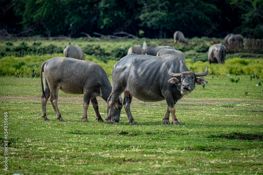 Close up of Water buffalos (Thai domestic animal) eating plants in the green meadow, Thailand. Close up of Water buffalos (Thai domestic animal) eating plants in the green meadow, Thailand.