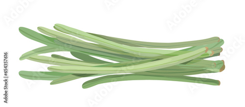 Long String Beans. Snake Beans. Asian Vegetable Illustration Vector.