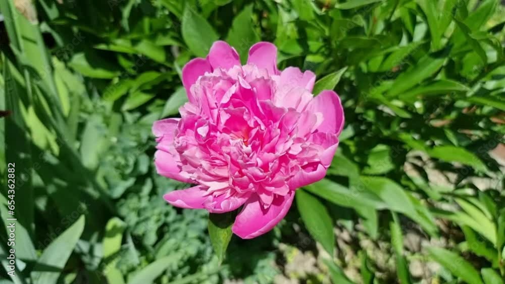 A beautiful pink peony blooms in the garden on a sunny summer day A beautiful pink peony blooms in the garden on a sunny summer day