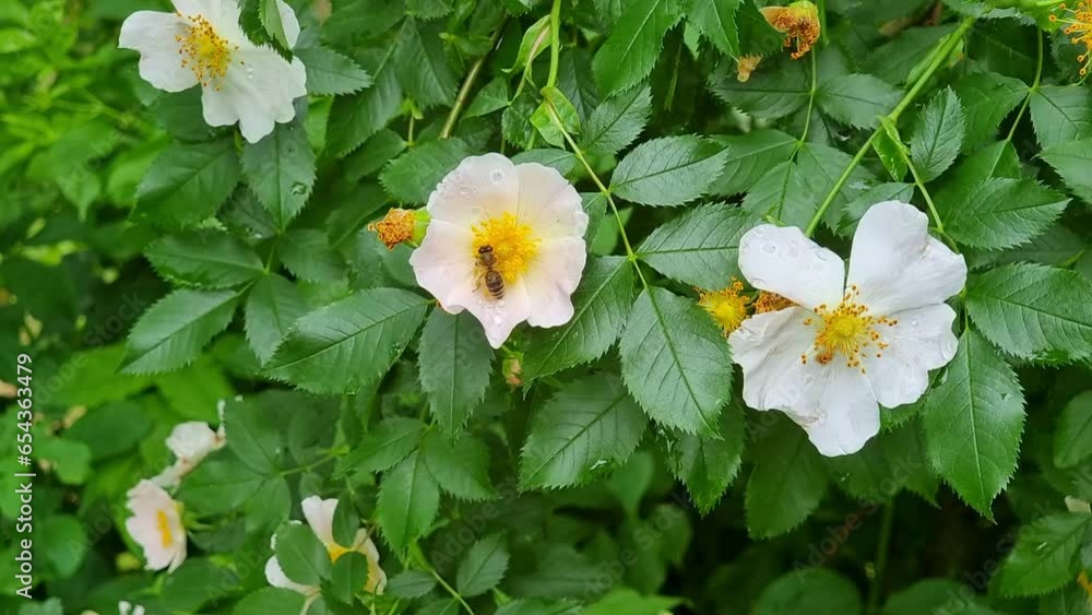 Rosehip blossoms in the garden are wet after rain. Drops on leaves and flowers. Pollination of a flower by a bee. Rosehip blossoms in the garden are wet after rain. Drops on leaves and flowers. Pollination of a flower by a bee.