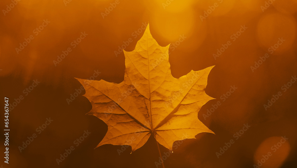 red, brown and yellow maple leaf in male hand isolated on black background. top view . autumn season. fall orange color.  autumntime.