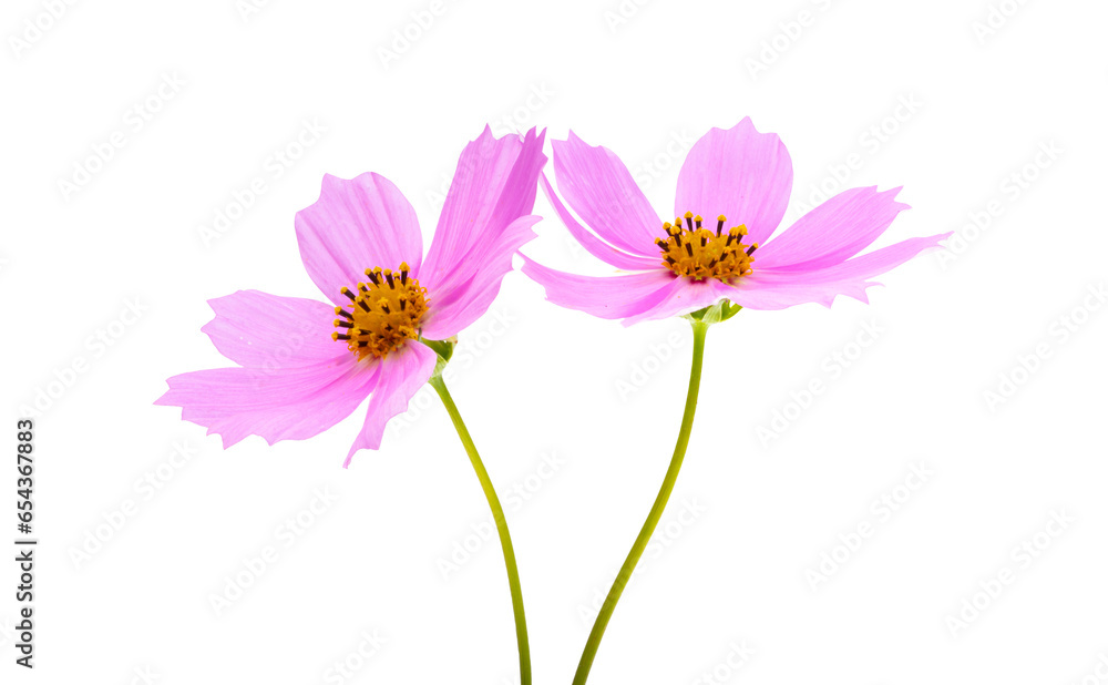 cosmea flowers isolated cosmea flowers isolated