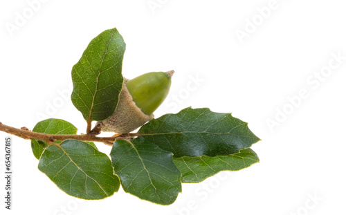 Fotografie holm oak acorn isolated