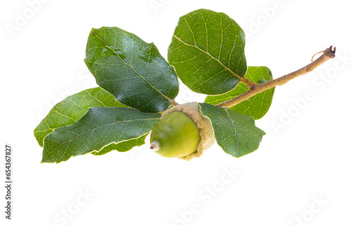 Photography holm oak acorn isolated