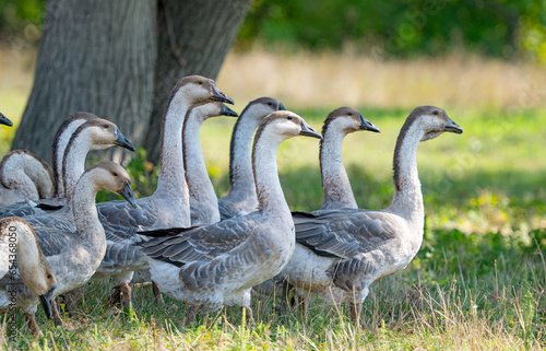 geese grazing on a farm