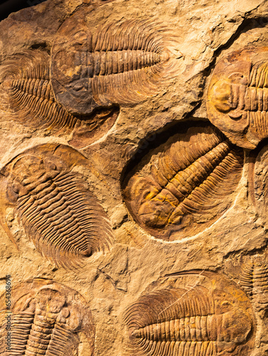 фотографія Fossil of Trilobite - Acadoparadoxides briareus - ancient fossilized arthropod on rock