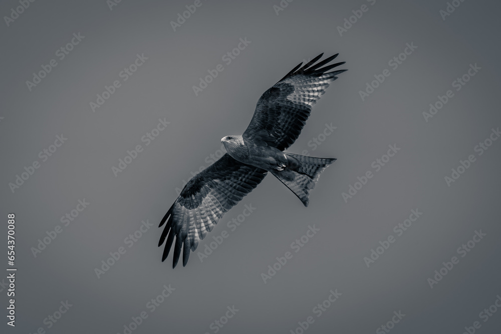 Fototapeta premium Mono yellow-billed kite soars through blue sky