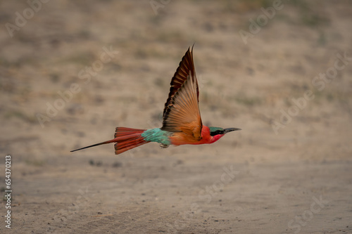 Fotografía Southern carmine bee-eater flies over sandy track