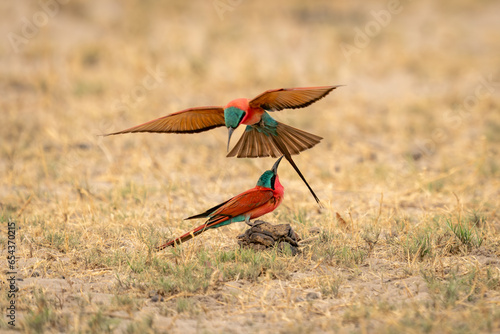 Southern carmine bee-eater flies over another one photo