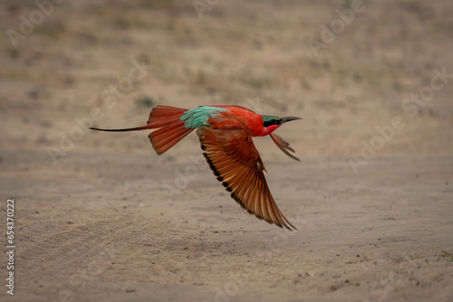 Foto Southern carmine bee-eater flies over sandy ground